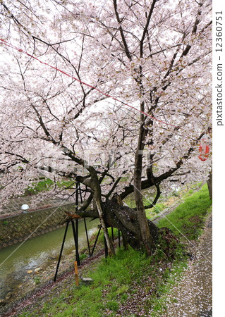 Kawado cherry tree of Nara Sado River 12360751