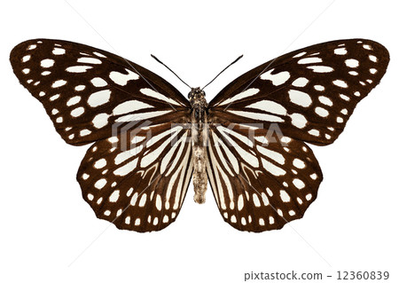 Butterfly species Tirumala limniace "Blue Tiger" 12360839