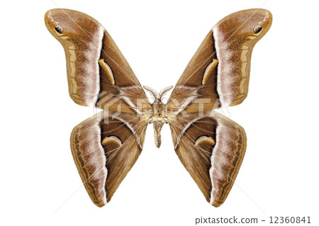 Butterfly moth species Samia kohlii Butterfly moth species Samia kohlii 12360841