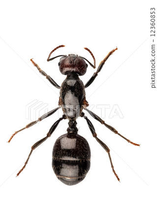 Black garden ant species Lasius niger 12360853