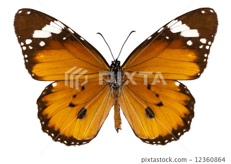 Butterfly species danaus chrysippus "plain tiger" 12360864