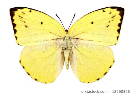 Butterfly species Catopsilia pomona pomona "Lemon Emigrant" 12360866