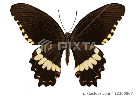 brown papilio butterfly 12360867