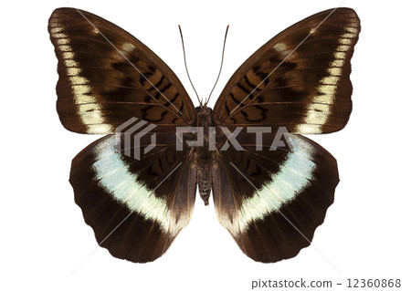 brown Nymphalidae butterfly 12360868