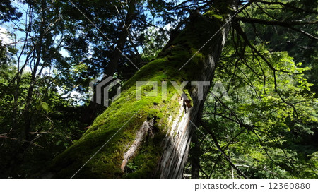 長野縣的橫谷谷 長野縣的橫谷谷 12360880