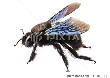 violet carpenter bee species xylocopa violacea violet carpenter bee species xylocopa violacea 12361117