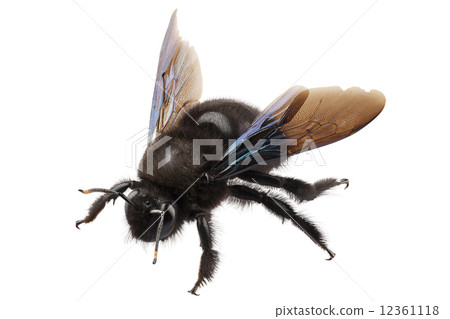 violet carpenter bee species xylocopa violacea 12361118