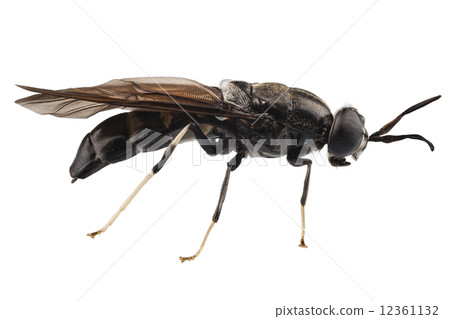 black soldier fly species Hermetia illucens 12361132