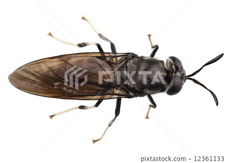black soldier fly species Hermetia illucens black soldier fly species Hermetia illucens 12361133