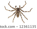 wolf spider lycosa sp 12361135