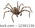 wolf spider lycosa sp 12361136
