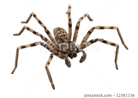 wolf spider lycosa sp 12361136