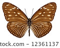Butterfly species euploea mulciber basilissa 12361137