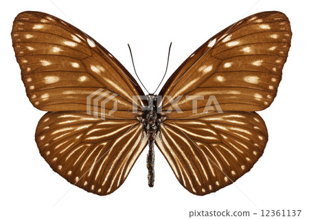 Butterfly species euploea mulciber basilissa 12361137