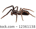 black spider species tegenaria sp 12361138