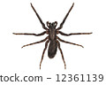 black spider species tegenaria sp 12361139