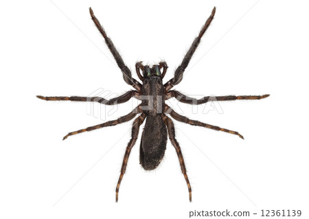 black spider species tegenaria sp 12361139