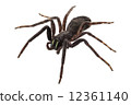 black spider species tegenaria sp 12361140