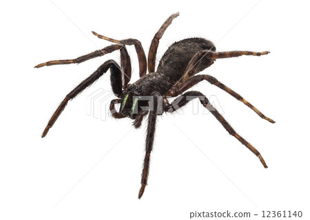 black spider species tegenaria sp black spider species tegenaria sp 12361140