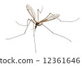 Cranefly species Tipula oleracea 12361646