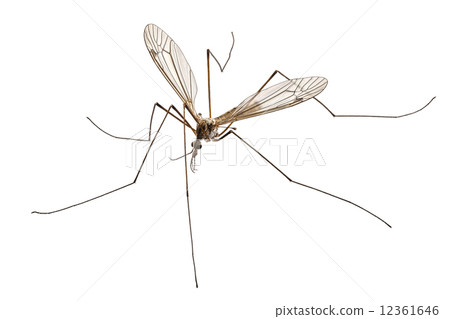 Cranefly species Tipula oleracea 12361646