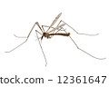 Cranefly species Tipula oleracea 12361647