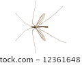 Cranefly species Tipula oleracea 12361648
