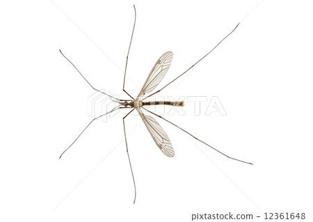 Cranefly species Tipula oleracea 12361648