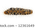 Caterpillar Pine Processionary species Thaumetopoea pityocampa 12361649