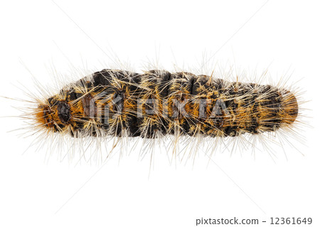 Caterpillar Pine Processionary species Thaumetopoea pityocampa Caterpillar Pine Processionary species Thaumetopoea pityocampa 12361649
