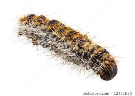 Caterpillar Pine Processionary species Thaumetopoea pityocampa 12361650