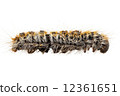 Caterpillar Pine Processionary species Thaumetopoea pityocampa 12361651
