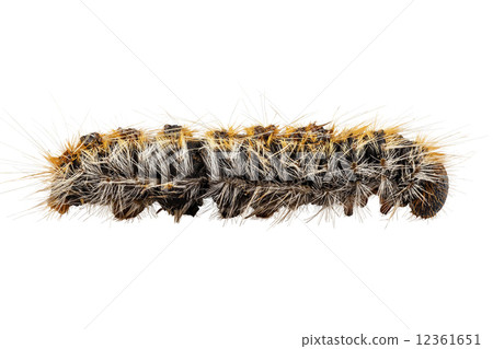 Caterpillar Pine Processionary species Thaumetopoea pityocampa Caterpillar Pine Processionary species Thaumetopoea pityocampa 12361651