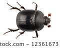 earth-boring dung beetle species Geotrupes stercorarius 12361673