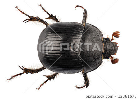 earth-boring dung beetle species Geotrupes stercorarius earth-boring dung beetle species Geotrupes stercorarius 12361673