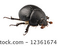 earth-boring dung beetle species Geotrupes stercorarius 12361674