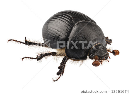 earth-boring dung beetle species Geotrupes stercorarius 12361674
