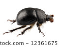earth-boring dung beetle species Geotrupes stercorarius 12361675