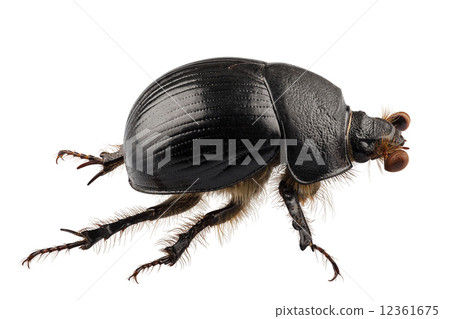earth-boring dung beetle species Geotrupes stercorarius 12361675