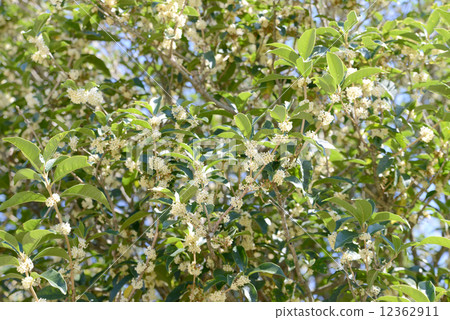 Ginmokusei 12362911
