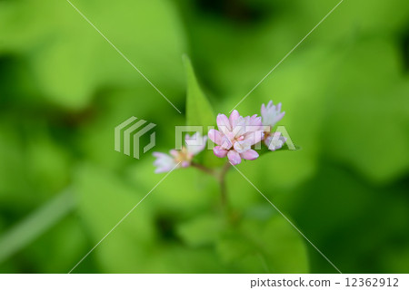 Yamamizosoba Yamamizosoba 12362912