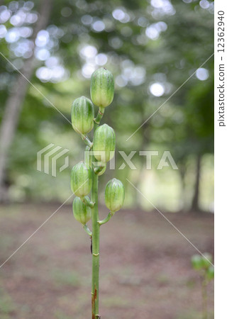 Uba lily fruit　 12362940
