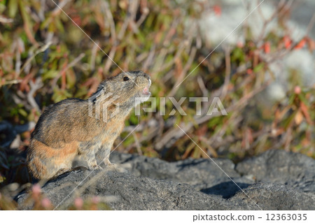 Ezo頑皮的兔子 12363035