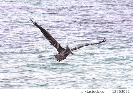 生活在進化島加拉帕戈斯群島海邊的鵜鶘 生活在進化島加拉帕戈斯群島海邊的鵜鶘 12363051