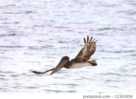 Pelicans living on the seaside of evolutionary island Galapagos Island Pelicans living on the seaside of evolutionary island Galapagos Island 12363056