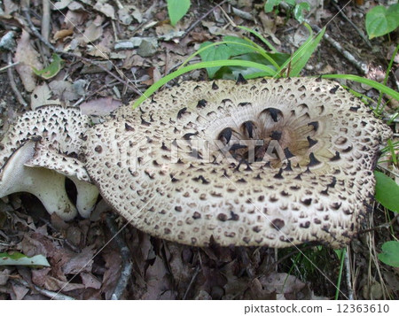 Kouta 1 Kouta 1 12363610