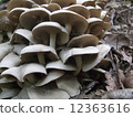 Natural shimeji 2 12363616