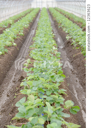 房子種植草莓 房子種植草莓 12363623