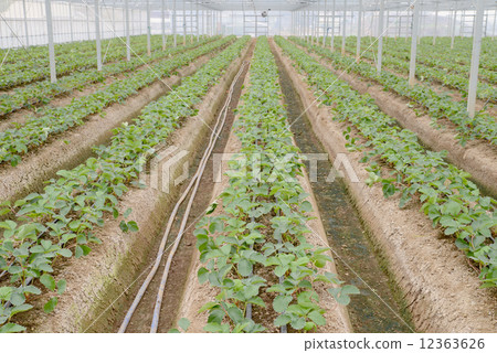 House cultivation of strawberries 12363626