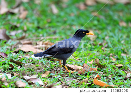 賈瓦哈卡（Ohhakka） 12363908